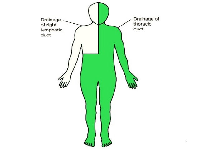 thoracic duct thoracic duct