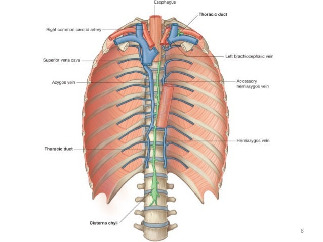 thoracic duct ant heart diagram 