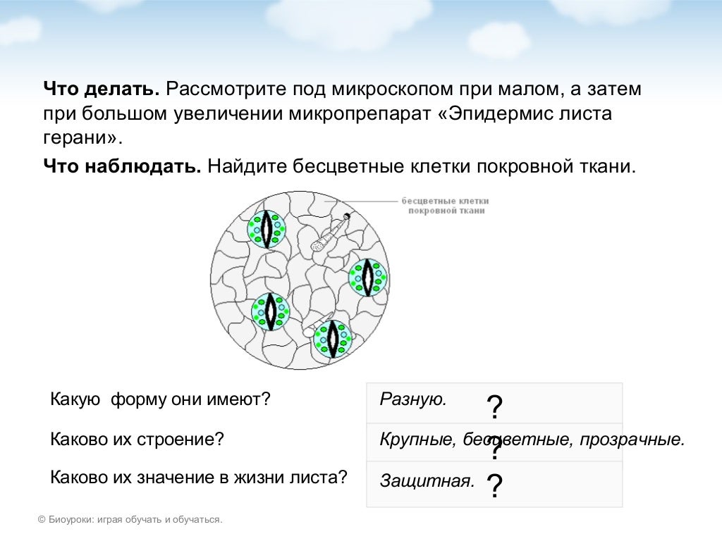 Конопля строение листа скачать tor browser на русском на айфон hydra