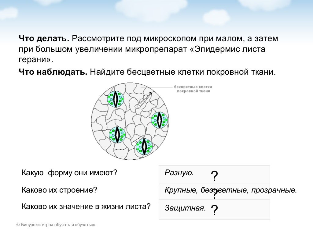 Конопля строение листа Конопля строение листа скачать tor browser на русском на айфон hydra