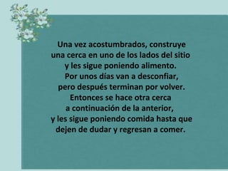 Una vez acostumbrados, construye
una cerca en uno de los lados del sitio
y les sigue poniendo alimento.
Por unos días van a desconfiar,
pero después terminan por volver.
Entonces se hace otra cerca
a continuación de la anterior,
y les sigue poniendo comida hasta que
dejen de dudar y regresan a comer.

 