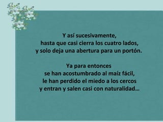 Y así sucesivamente,
hasta que casi cierra los cuatro lados,
y solo deja una abertura para un portón.
Ya para entonces
se han acostumbrado al maíz fácil,
le han perdido el miedo a los cercos
y entran y salen casi con naturalidad…

 