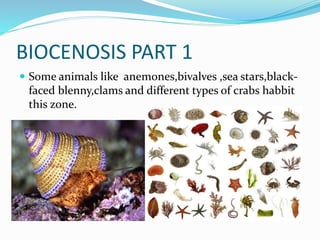 BIOCENOSIS PART 1
 Some animals like anemones,bivalves ,sea stars,black-

faced blenny,clams and different types of crabs habbit
this zone.

 