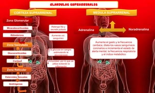 GLANDULAS SUPRARRENALES
CORTEZA SUPRARRENAL MEDULA SUPRARRENAL
Zona Glomerular
Mineralocorticoides
Aldosterona
Zona fasiculada
Glucocorticoides
Zona Reticular
Cortisol
Esteroides Sexuales
Andrógenos
Retenga Na y
secrete potasio
Aumenta vol.
sanguíneo
la glucosa en sangre,
estimulando la
glucogenesis
Inmunidad, por lo que se
utiliza evitando la
inflamación
Adrenalina Noradrenalina
Aumenta el gasto y la frecuencia
cardiaca, dilata los vasos sanguíneos
coronarios e incrementa el estado de
alerta mental, la frecuencia respiratoria
y el índice metabólico
 