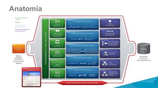 Anatomía
 