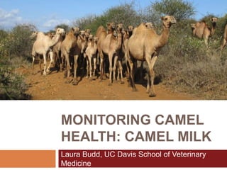 MONITORING CAMEL
HEALTH: CAMEL MILK
Laura Budd, UC Davis School of Veterinary
Medicine
 