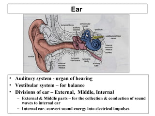 Ear
• Auditory system - organ of hearing
• Vestibular system – for balance
• Divisions of ear – External, Middle, Internal
– External & Middle parts – for the collection & conduction of sound
waves to internal ear
– Internal ear- convert sound energy into electrical impulses
 