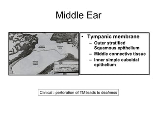 Epitheal Ear 10.ear
