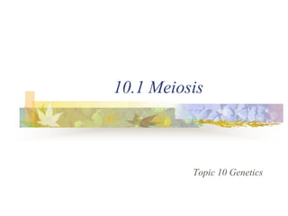 10.1 Meiosis 
Topic 10 Genetics 
 