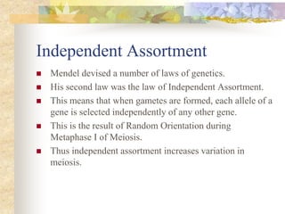 10.1 meiosis | PPT