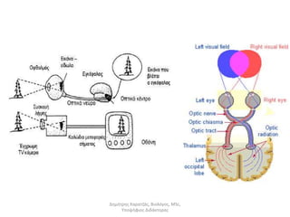 Δημήτρης Καρατζάς, Βιολόγος, MSc, 
Υποψήφιος Διδάκτορας 
 
