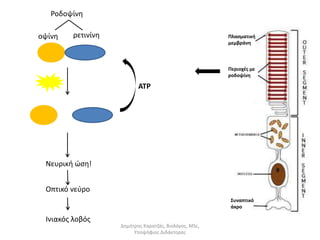 Ροδοψίνη 
οψίνη ρετινίνη 
Πλασματική 
μεμβράνη 
Περιοχές με 
ροδοψίνη 
Συναπτικό 
άκρο 
Νευρική ώση! 
Οπτικό νεύρο 
Ινιακός λοβός 
ΑΤΡ 
Δημήτρης Καρατζάς, Βιολόγος, MSc, 
Υποψήφιος Διδάκτορας 
 