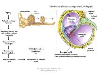 Τα κανάλια είναι γεμάτα με υγρό, τη λέμφο! 
Αιθουσαίο 
κανάλι 
Τυμπανικό 
κανάλι 
Κοχλιακός 
πόρος 
Όργανο corti 
Κοχλιακό 
νεύρο 
Βασική 
μεμβράνη 
•Το υποδεκτικό όργανο της ακοής 
• έχει μηχανοϋποδοχείς (τριχοφόρα κύτταρα) 
Διέγερση οργάνου 
corti 
Κροταφικός λοβός 
εγκεφάλου 
Νευρική ώση σε κοχλιακό 
νεύρο 
Ήχος 
Παλμικές δονήσεις 
τυμπάνου 
Μετάδοση δόνησης από 
τα 3 οστάρια στη βάση 
του κοχλία 
Παλμικές κινήσεις 
της λέμφου 
Δονήσεις στη 
βασική μεμβράνη 
Δημήτρης Καρατζάς, Βιολόγος, MSc, 
Υποψήφιος Διδάκτορας 
 