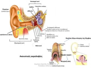 Ακουστικές ακρολοφίες 
Κινείται λόγω κίνησης της λέμφου 
Κάμψη τριχών 
Νευρική ώση 
Δημήτρης Καρατζάς, Βιολόγος, MSc, 
Υποψήφιος Διδάκτορας 
 