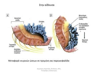 Στην αίθουσα 
Μεταφορά νευρικών ώσεων σε προμήκη και παρεγκεφαλίδα 
λ 
Δημήτρης Καρατζάς, Βιολόγος, MSc, 
Υποψήφιος Διδάκτορας 
 