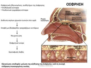 Οσφρητικός βλεννογόνος: αισθητήριο της όσφρησης 
• Επιθηλιακά κύτταρα 
• Υποδεκτικά τριχοφόρα κύτταρα 
Διάλυση αερίων χημικών ουσιών στα υγρά 
Επαφή με βλεφαρίδες τροχοφόρων κυττάρων 
Νευρική ώση 
Οσφρητικό νεύρο 
Κροταφικός λοβός 
Εξοικείωση υποδοχέα: μείωση της αίσθησης της όσφρησης υπό τη συνεχή 
επίδραση συγκεκριμένης ουσίας. 
ΟΣΦΡΗΣΗ 
Δημήτρης Καρατζάς, Βιολόγος, MSc, 
Υποψήφιος Διδάκτορας 
 