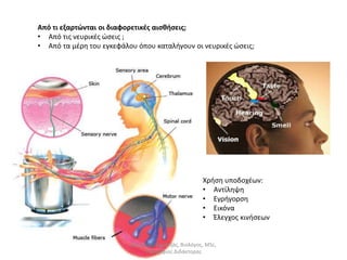 Από τι εξαρτώνται οι διαφορετικές αισθήσεις; 
• Από τις νευρικές ώσεις ; 
• Από τα μέρη του εγκεφάλου όπου καταλήγουν οι νευρικές ώσεις; 
Χρήση υποδοχέων: 
• Αντίληψη 
• Εγρήγορση 
• Εικόνα 
• Έλεγχος κινήσεων 
Δημήτρης Καρατζάς, Βιολόγος, MSc, 
Υποψήφιος Διδάκτορας 
 