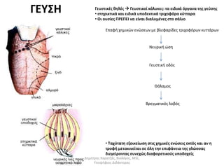 Γευστικές θηλές  Γευστικοί κάλυκες: τα ειδικά όργανα της γεύσης 
• στηρικτικά και ειδικά υποδεκτικά τριχοφόρα κύτταρα 
• Οι ουσίες ΠΡΕΠΕΙ να είναι διαλυμένες στο σάλιο 
Επαφή χημικών ενώσεων με βλεφαρίδες τριχοφόρων κυττάρων 
Νευρική ώση 
Γευστική οδός 
Θάλαμος 
Βρεγματικός λοβός 
• Ταχύτατη εξοικείωση στις χημικές ενώσεις εκτός και αν η 
τροφή μετακινείται σε όλη την επιφάνεια της γλώσσας 
διεγείροντας συνεχώς διαφορετικούς υποδοχείς 
ΓΕΥΣΗ 
Δημήτρης Καρατζάς, Βιολόγος, MSc, 
Υποψήφιος Διδάκτορας 
