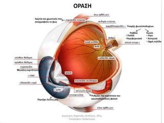Αγγεία και χρωστικές που 
απορροφούν το φως 
Μεγάλη κυρτότητα 
Ύπαρξη φωτοϋποδοχέων 
Περιέχει λείους μυς 
Ραβδία Κωνία 
• Πολλά 
•Περιφερειακά 
• Λίγα 
• Κεντρικά 
• Ωχρή κηλίδα 
ΟΡΑΣΗ 
Ρυθμίζει την κυρτότητα του 
κρυσταλλοειδούς φακού 
Δημήτρης Καρατζάς, Βιολόγος, MSc, 
Υποψήφιος Διδάκτορας 
 