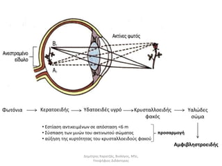 Φωτόνια Κερατοειδής Υδατοειδές υγρό Κρυσταλλοειδής 
φακός 
• Εστίαση αντικειμένων σε απόσταση <6 m 
• Σύσπαση των μυών του ακτινωτού σώματος 
• αύξηση της κυρτότητας του κρυσταλλοειδούς φακού 
Υαλώδες 
σώμα 
προσαρμογή 
Αμφιβληστροειδής 
Δημήτρης Καρατζάς, Βιολόγος, MSc, 
Υποψήφιος Διδάκτορας 
 