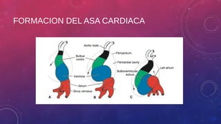 FORMACION DEL ASA CARDIACA 
 
