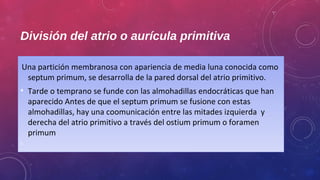 División del atrio o aurícula primitiva 
Una partición membranosa con apariencia de media luna conocida como 
septum primum, se desarrolla de la pared dorsal del atrio primitivo. 
• Tarde o temprano se funde con las almohadillas endocráticas que han 
aparecido Antes de que el septum primum se fusione con estas 
almohadillas, hay una coomunicación entre las mitades izquierda y 
derecha del atrio primitivo a través del ostium primum o foramen 
primum 
• 
 