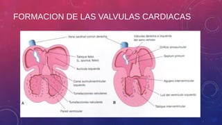 FORMACION DE LAS VALVULAS CARDIACAS 
 
