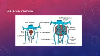Sistema venoso 
 