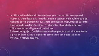 • La obliteración del conducto arterioso, por contracción de su pared 
muscular, tiene lugar casi inmediatamente después del nacimiento y es 
mediada por la bradicinina, sustancia que liberan los pulmones durante 
el período de insuflación inicial. En el adulto, el conducto arterioso 
obliterado forma el ligamento arterioso. 
El cierre del agujero Oval (foramen oval) se produce por el aumento de 
la presión en la aurícula izquierda combinado con descenso de la 
presión en el lado derecho. 
 