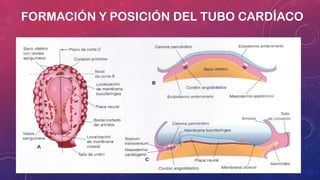 FORMACIÓN Y POSICIÓN DEL TUBO CARDÍACO 
 