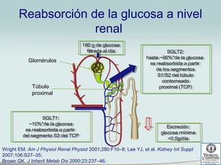Microbiota 
Fisiopatologia de la Diabetes 
Efecto de las 
Incretinas 
Hiperglucemia 
Secrecion de Insulina 
Pancreas 
Teji...