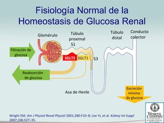 Explicando parte del Octeto fisiopatológico en Diabetes Mellitus Tipo 2: Microbiota Intestinal, Glucagón y Riñon