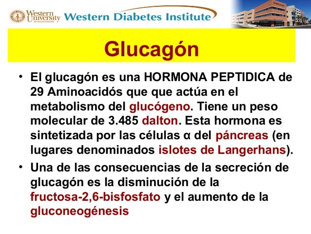 Explicando parte del Octeto fisiopatológico en Diabetes Explicando parte del Octeto fisiopatológico en Diabetes