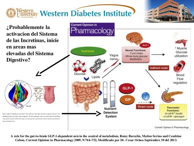 Explicando parte del Octeto fisiopatológico en Diabetes Explicando parte del Octeto fisiopatológico en Diabetes