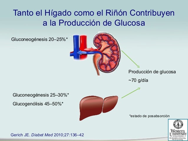 Resultado de imagen para sintesis de glucosa en el riñon