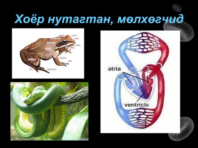цусны эргэлт хүн 10 | PPT