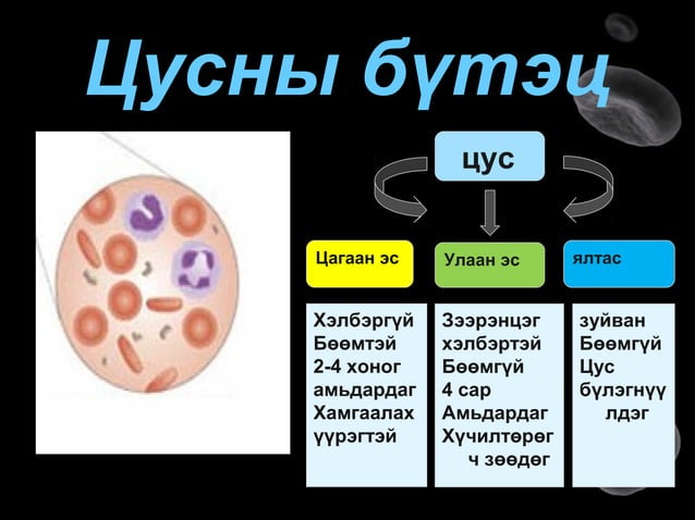 цусны эргэлт хүн 10