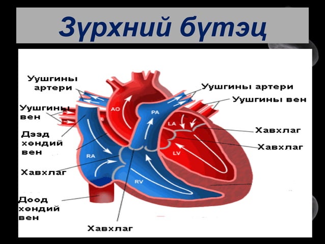 цусны эргэлт хүн 10