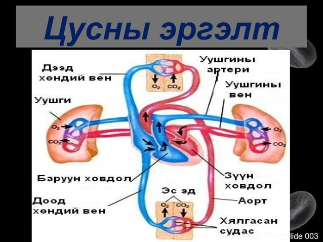 цусны эргэлт хүн 10