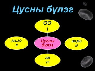 цусны эргэлт хүн 10 | PPT