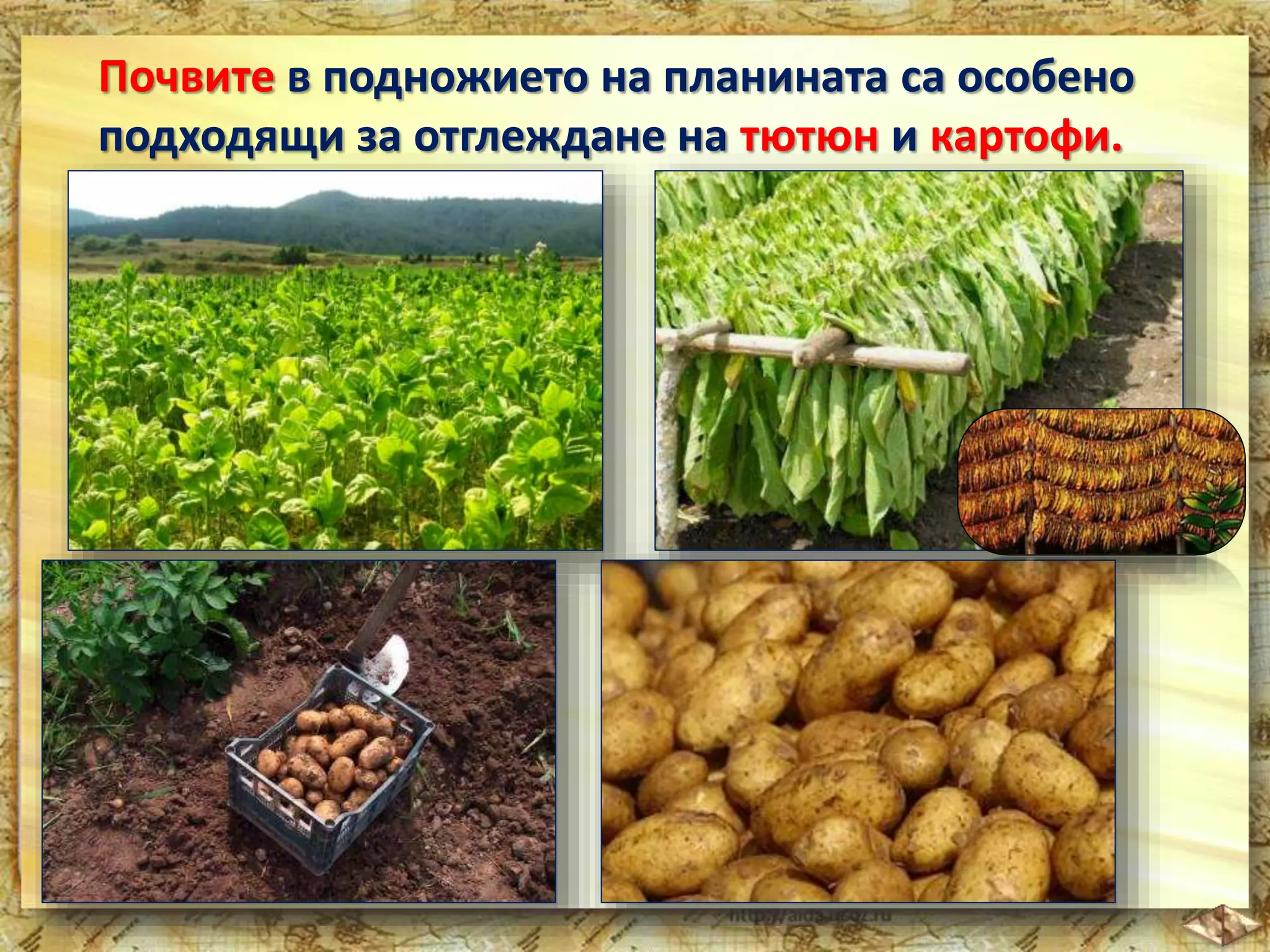 Почвите в подножието на планината са особено 
подходящи за отглеждане на тютюн и картофи. 
 