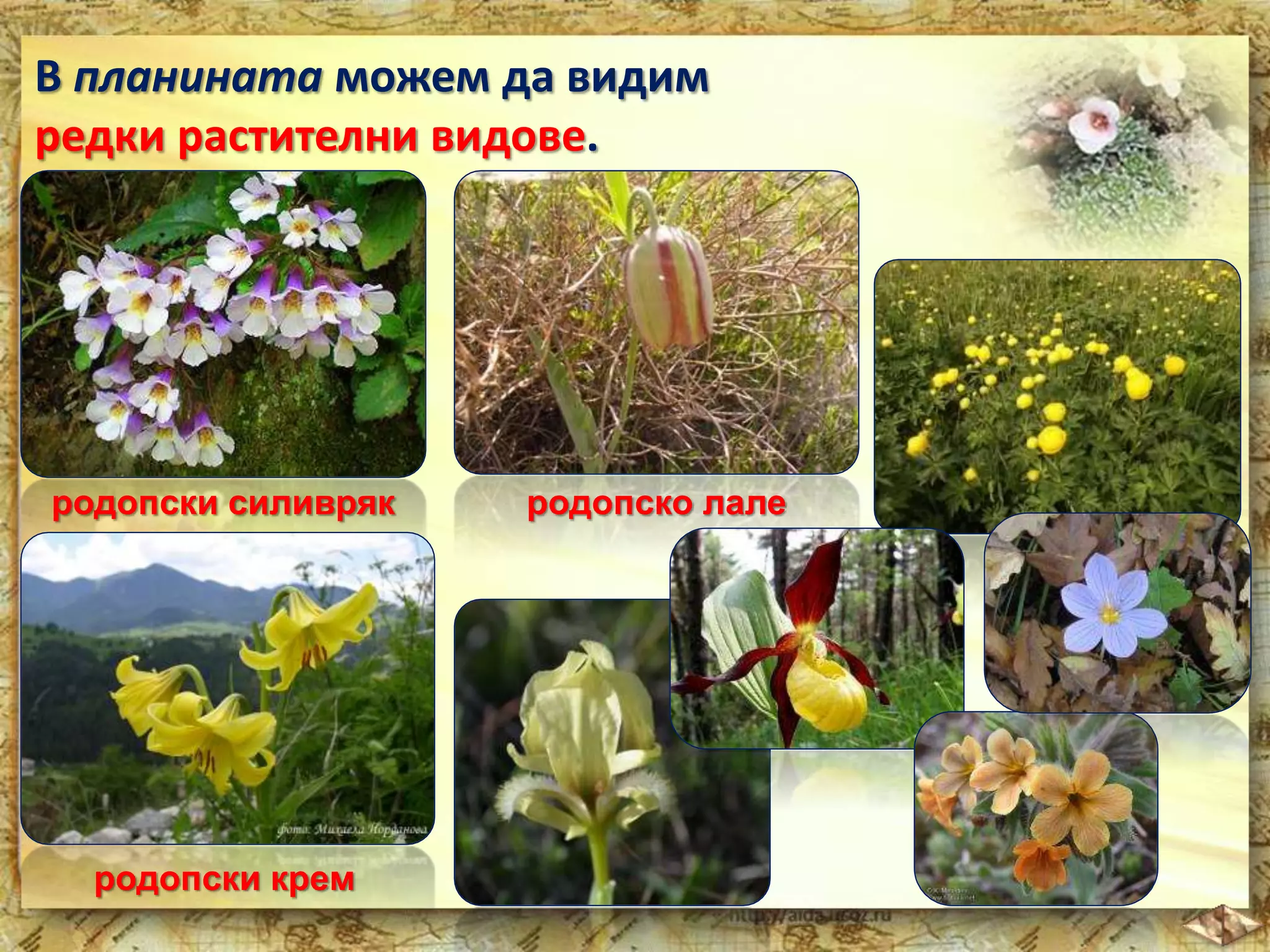 В планината можем да видим 
редки растителни видове. 
родопски силивряк 
родопски крем 
родопско лале 
 