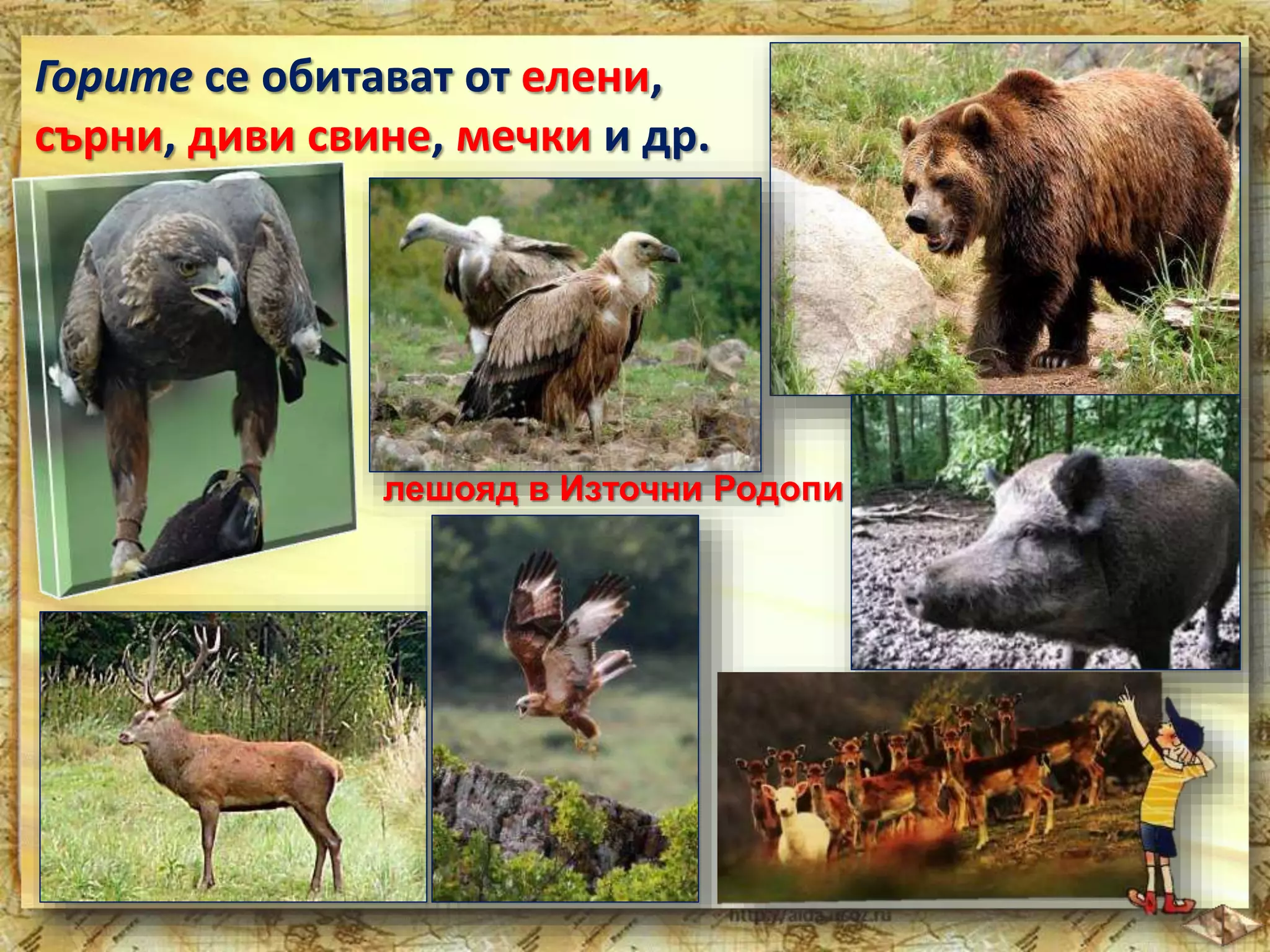 Горите се обитават от елени, 
сърни, диви свине, мечки и др. 
лешояд в Източни Родопи 
 