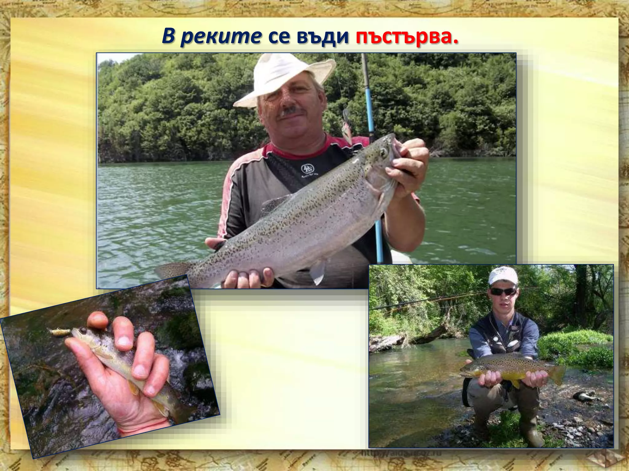 В реките се въди пъстърва. 
 