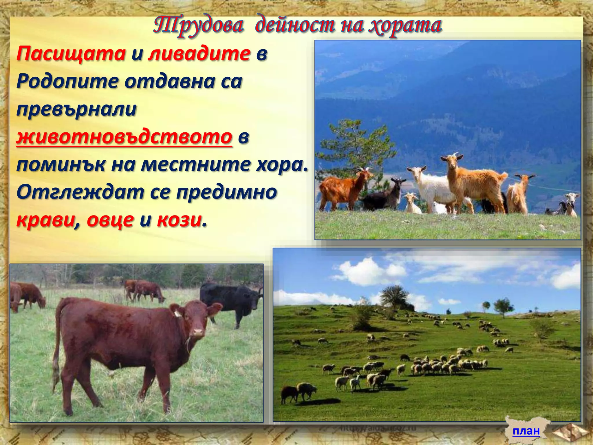 Пасищата и ливадите в 
Родопите отдавна са 
превърнали 
животновъдството в 
поминък на местните хора. 
Отглеждат се предимно 
крави, овце и кози. 
план 
 