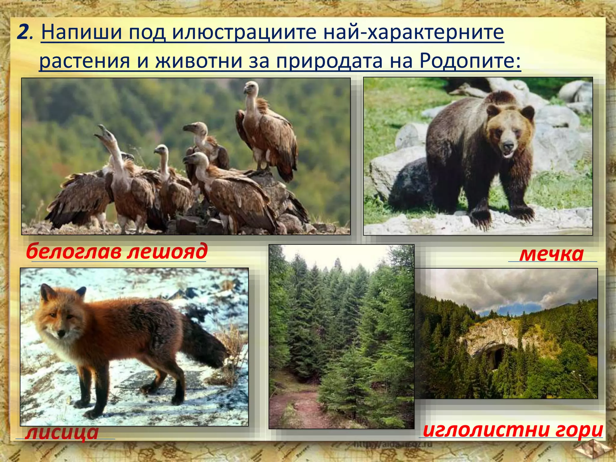 2. Напиши под илюстрациите най-характерните 
растения и животни за природата на Родопите: 
белоглав лешояд мечка 
лисица иглолистни гори 
 