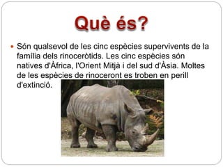  Són qualsevol de les cinc espècies supervivents de la
família dels rinoceròtids. Les cinc espècies són
natives d'Àfrica, l'Orient Mitjà i del sud d'Àsia. Moltes
de les espècies de rinoceront es troben en perill
d'extinció.
 