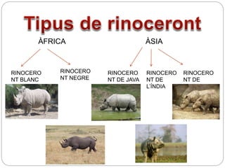 ÀFRICA ÀSIA
RINOCERO
NT BLANC
RINOCERO
NT NEGRE
RINOCERO
NT DE JAVA
RINOCERO
NT DE
L’ÍNDIA
RINOCERO
NT DE
SUMATRA
 