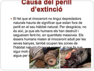  El fet que el rinoceront no tingui depredadors
naturals hauria de significar que estan fora de
perill en el seu hàbitat natural. Per desgràcia, no
és així, ja que els humans els han destruït i
segueixen fent-ho, en quantitats massives. Els
éssers humans maten al rinoceront adult per les
seves banyes, també ocupen les zones de
l'hàbitat natural d'aquest animal, el que fa que
sigui molt difícil per a ells trobar prou aliment i
aigua per sobreviure.
 