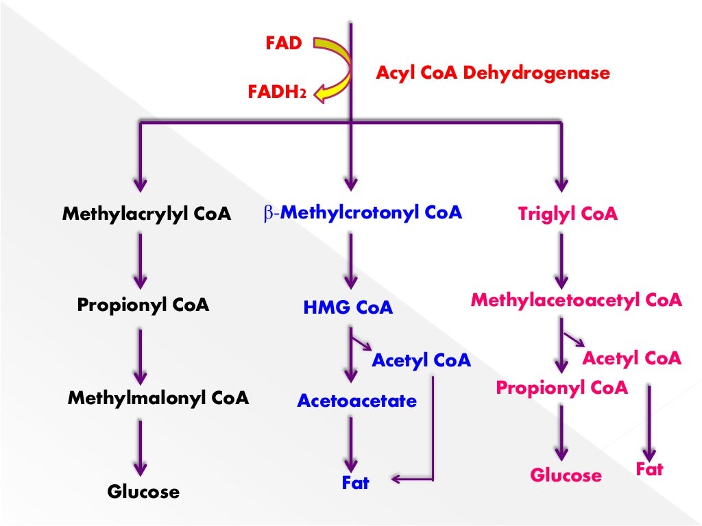 BRANCHED CHAIN AMINO ACID METABOLISM